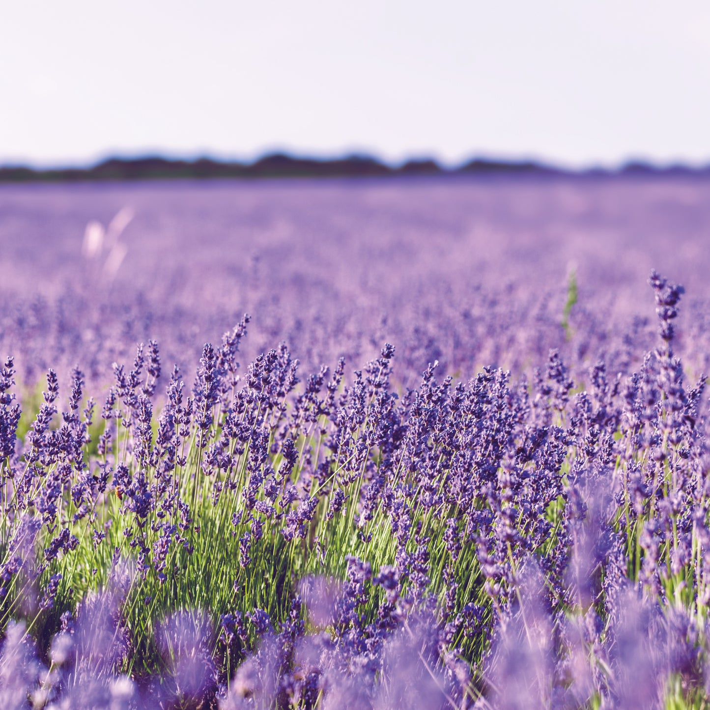 Love the Lakes Fresh Lavender 200ml Reed Diffuser Refill