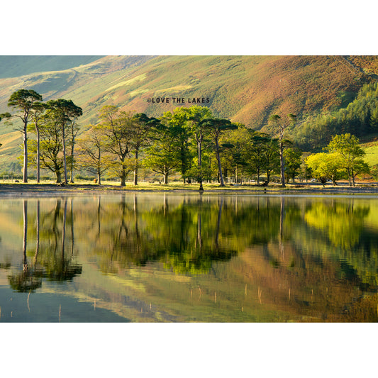 Love the Lakes A2 Autumn Buttermere Pines Canvas Print