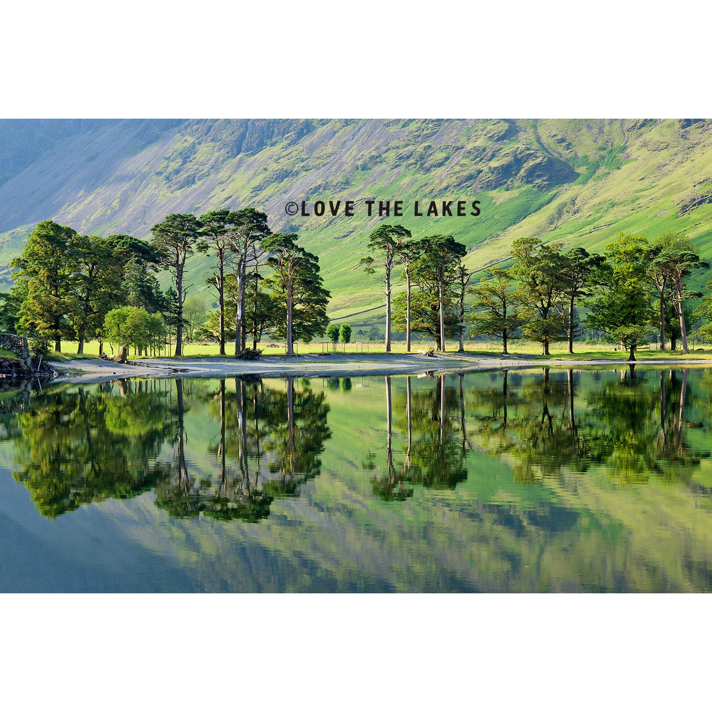 Love the Lakes A2 Buttermere Pines Canvas Print